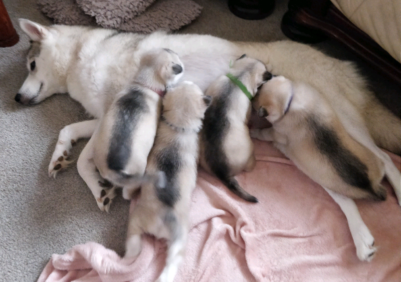 husky puppies for sale gumtree
